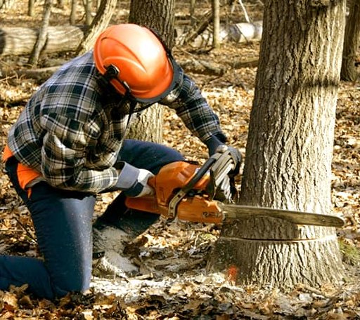 Tree Removal in Endeavor, WI